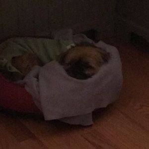 Meet your Posher, Susan